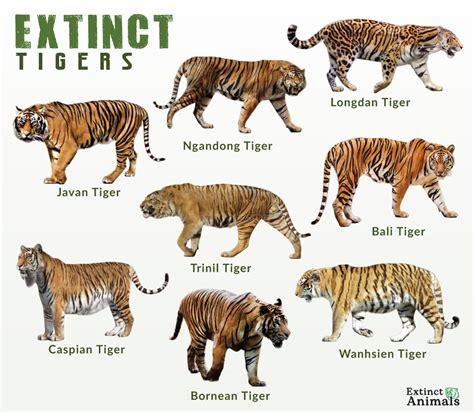 prehistoric tiger codycross|CodyCross Prehistoric tiger answers .
